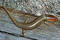 Greater Brown Skink