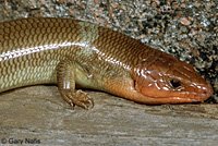 Greater Brown Skink