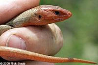 Greater Brown Skink