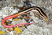 Gilbert's Skink