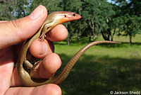 Northern Brown Skink