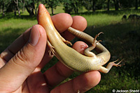 Northern Brown Skink