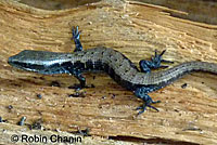 Sierra Alligator Lizard