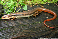 Northern Brown Skink