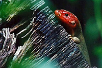 Northern Brown Skink