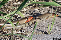 Gilbert Skink and Fence Lizard