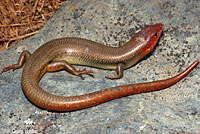 Northern Brown Skink