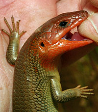 Northern Brown Skink