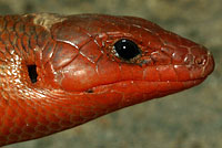 Northern Brown Skink