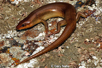 Gilbert's Skink