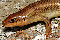 Gilbert's Skink