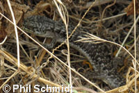 California Alligator Lizard