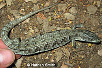 San Diego Alligator Lizard