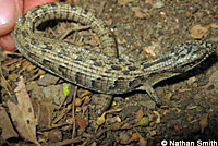 San Diego Alligator Lizard