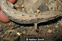 San Diego Alligator Lizard