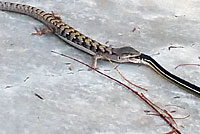 Red Coachwhip eating San Diego Alligator Lizard