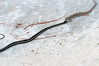 Red Coachwhip eating San Diego Alligator Lizard