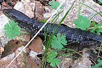 California Alligator Lizard