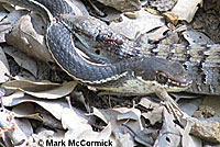 San Diego Alligator Lizard