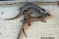 San Francisco Alligator Lizard