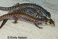 San Francisco Alligator Lizard