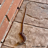 California Striped Racer