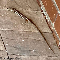 California Striped Racer