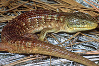 California Alligator Lizard