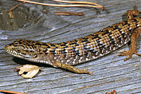 California Alligator Lizard