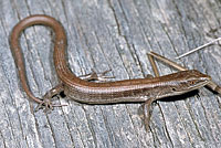 California Alligator Lizard