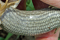 California Alligator Lizard