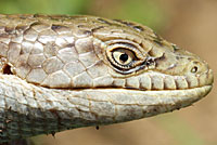 California Alligator Lizard