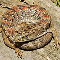 California Alligator Lizard