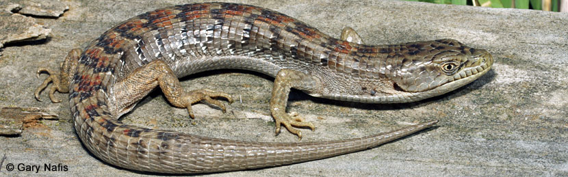 California Alligator Lizard