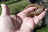 California Striped Racer