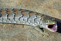 California Alligator Lizard