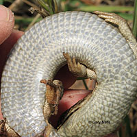 California Alligator Lizard