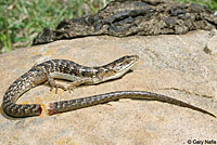 California Alligator Lizard