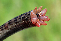 California Alligator Lizard