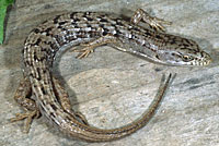 California Alligator Lizard