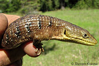 Oregon Alligator Lizard