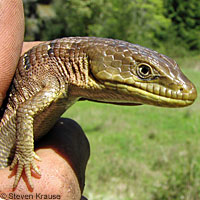 Oregon Alligator Lizard