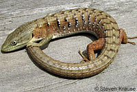 Oregon Alligator Lizard