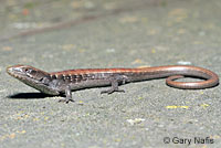 California Alligator Lizard