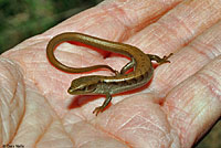 California Alligator Lizard