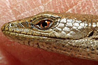 California Alligator Lizard