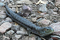 California Alligator Lizard