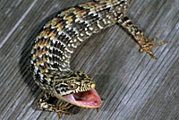 California Alligator Lizard