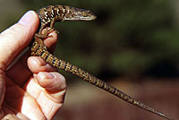 California Alligator Lizard