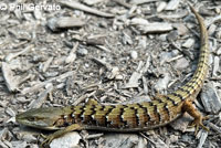 California Alligator Lizard